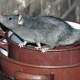 Photo of Basil the Rat