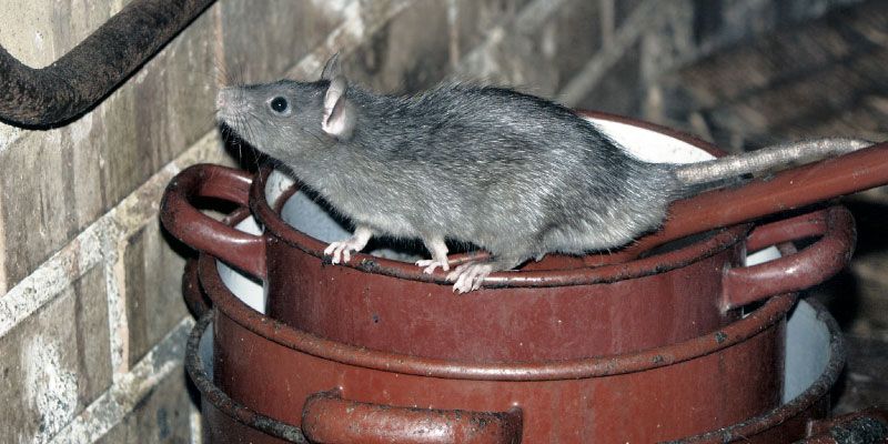Photo of Basil the Rat