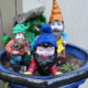 group of gnomes in planter