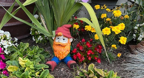 gnome with red beard