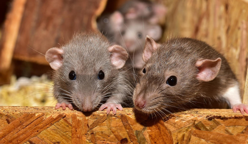 rats gathering in junk pile